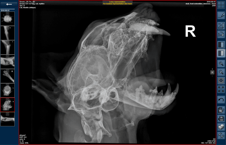 Nuon Imaging Archived Images Pet