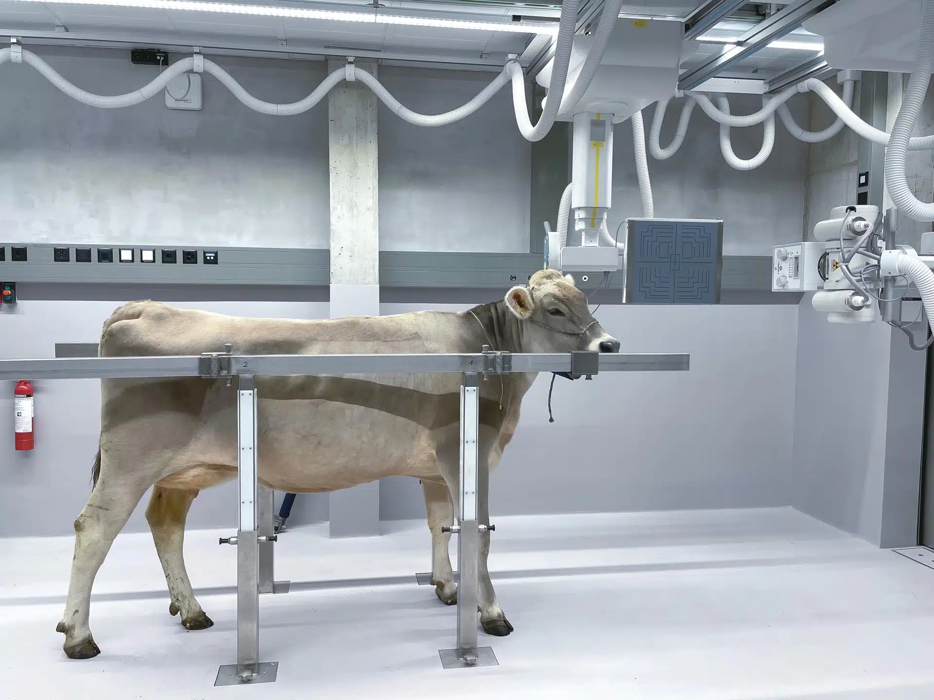 Control-X Zoomax Equine with Cow