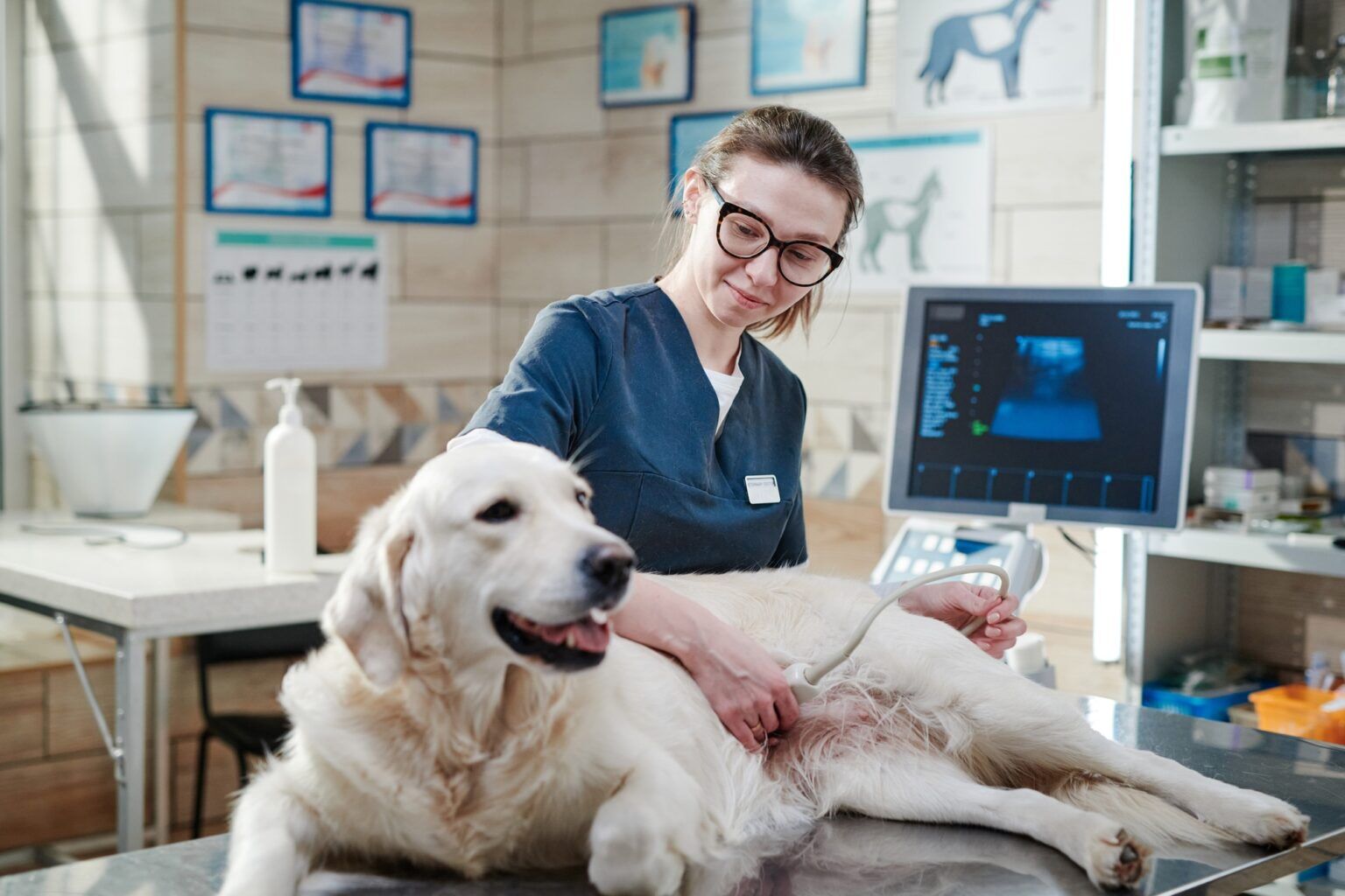 Veterinarian analyzing the health of animal