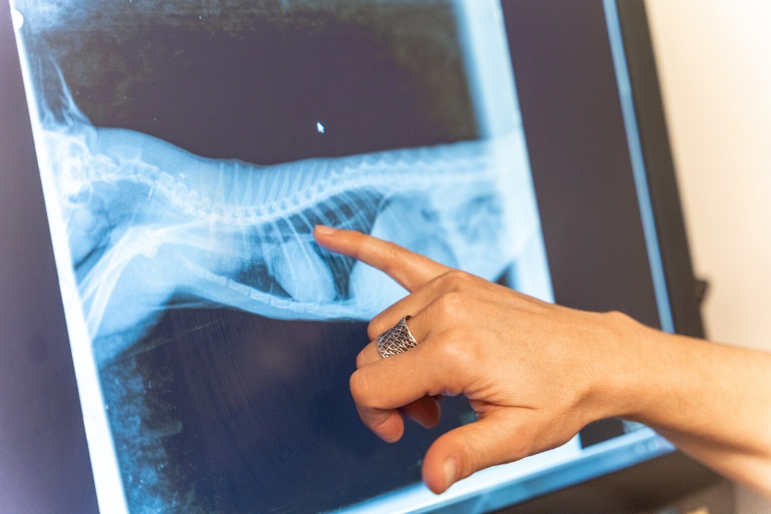 Veterinary clinic, veterinarian reviewing the x-ray of the cat to be treated on the computer