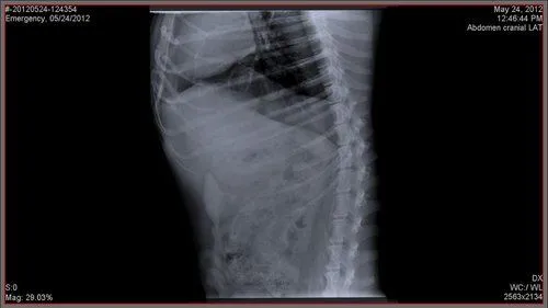 Nuon Imaging - NuonVet Acquisition Software 9