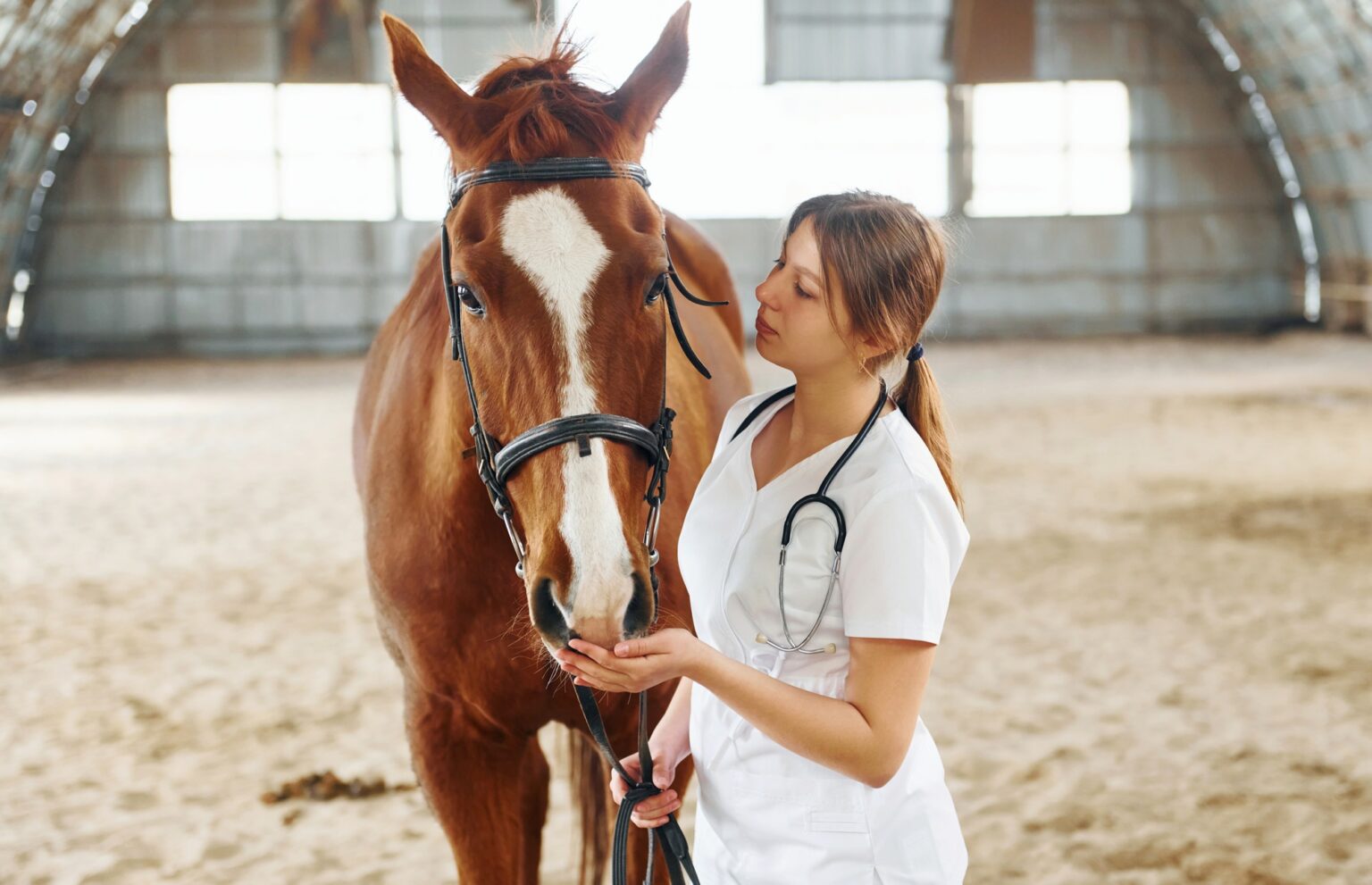Conception of veterinary. Female doctor in white coat is with horse on a stable