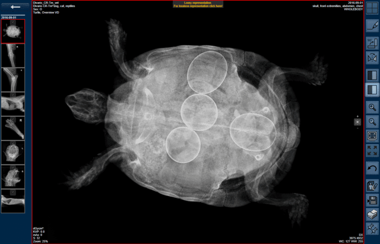 Nuon Imaging Archived Images Turtle