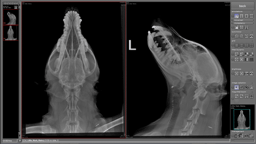 Nuon Imaging - NuonVet Acquisition Software 8