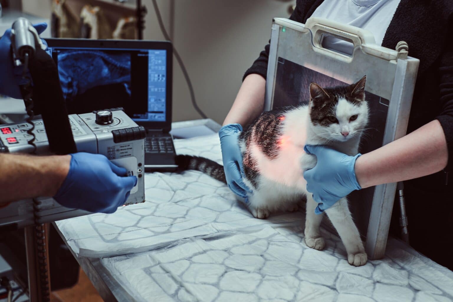 Veterinarians make x-ray sick cat on a table in a veterinary clinic.