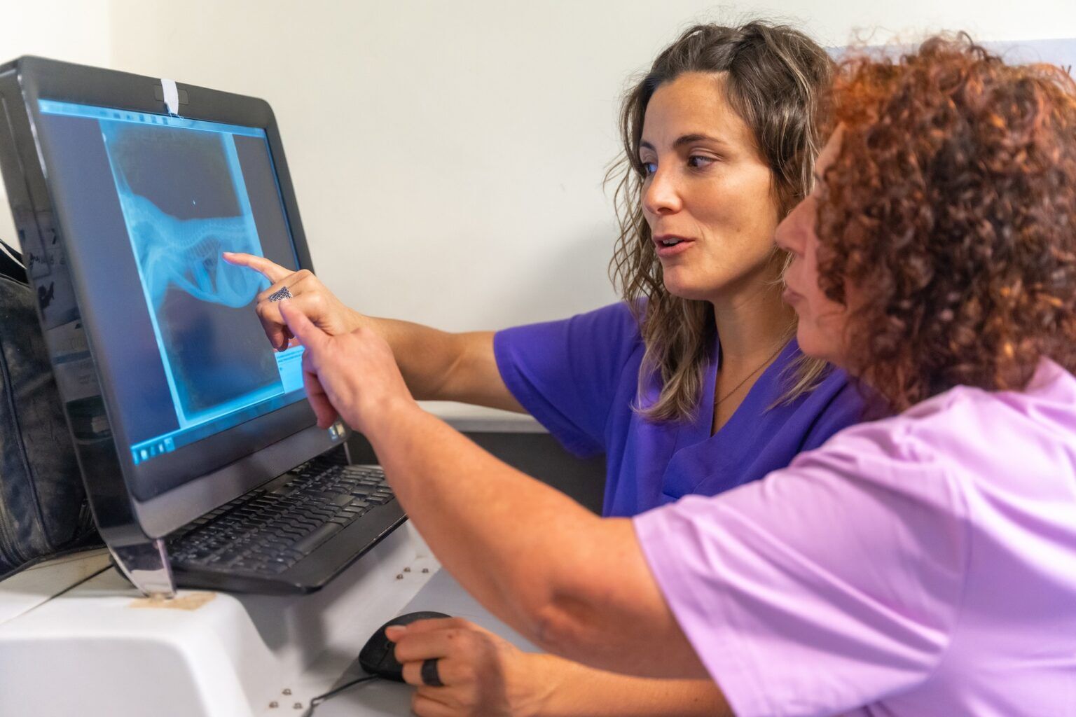 Veterinary clinic, veterinarians reviewing the x-ray of the cat to be treated