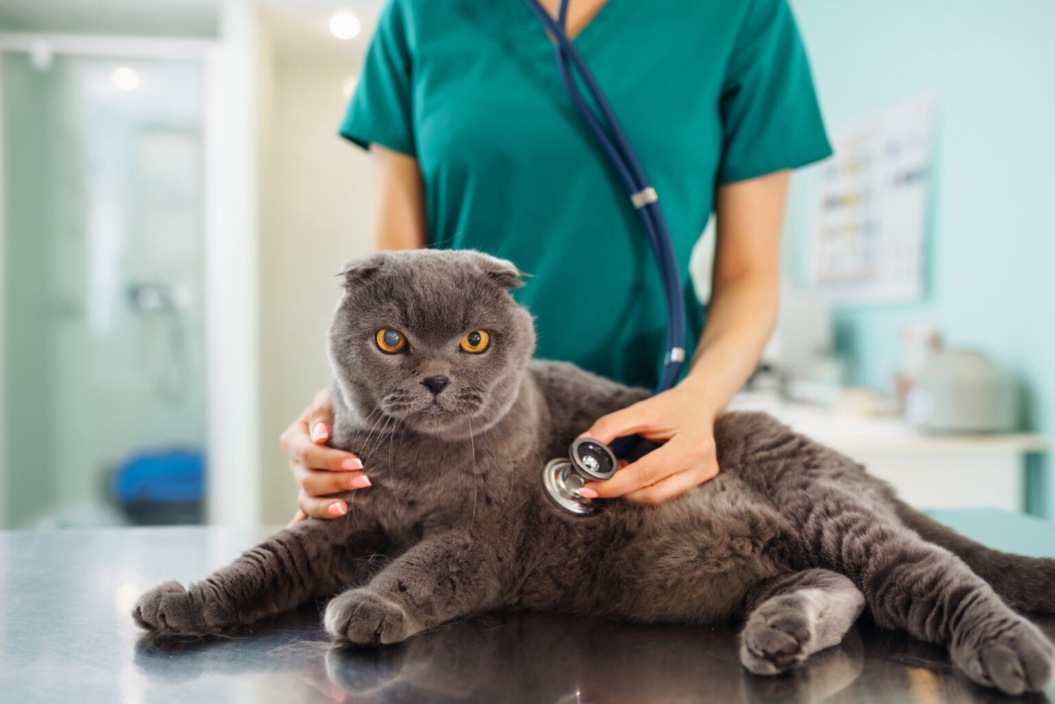 Woman veterinarian examining cat on table in veterinary clinic. Medicine treatment of pets.