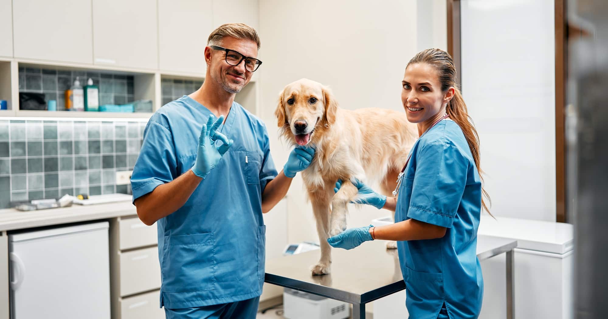 Animals for examination and treatment in the veterinary clinic