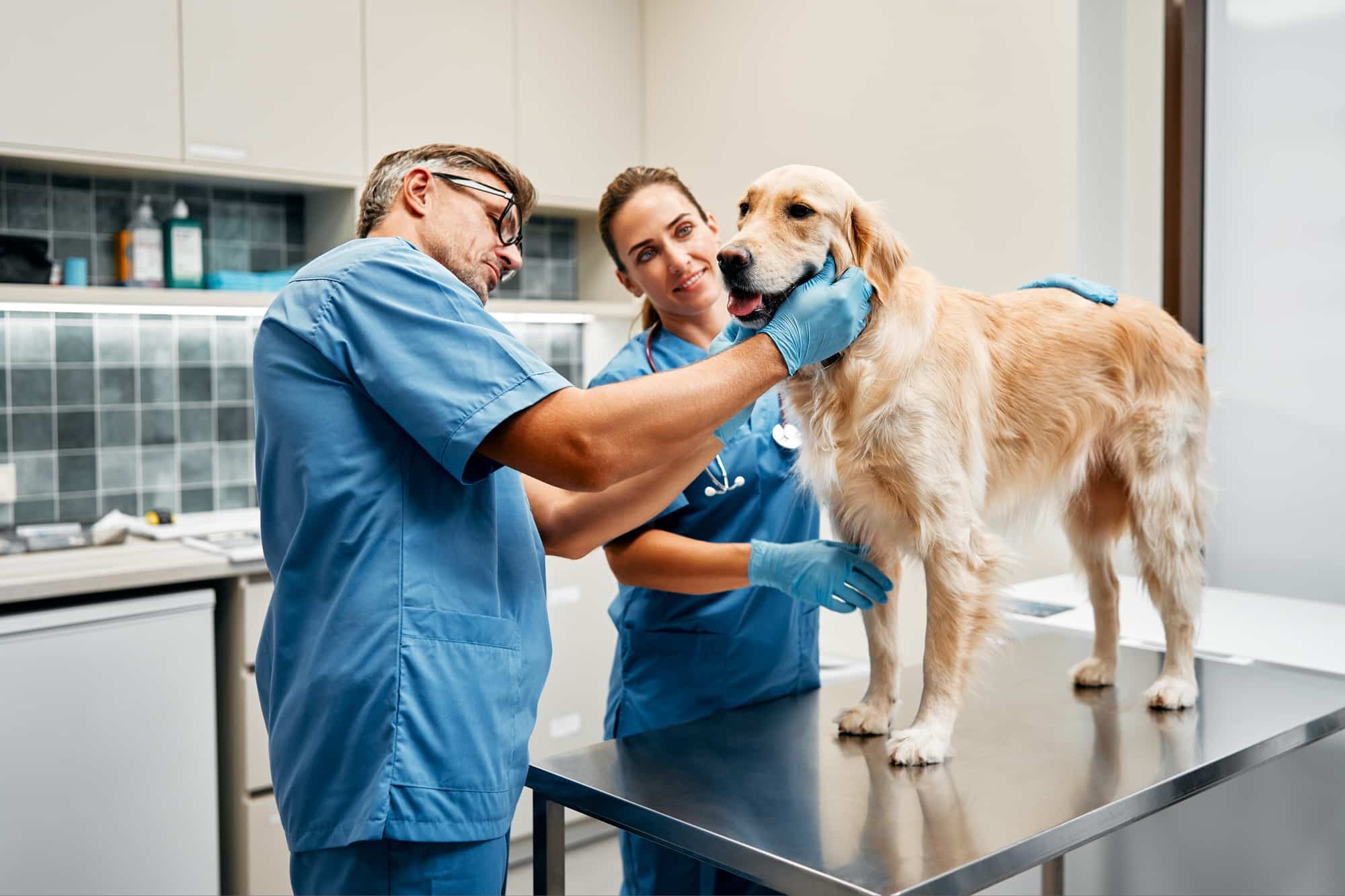 Animals for examination and treatment in the veterinary clinic
