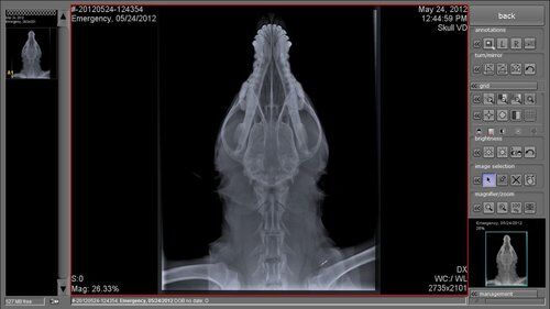 Nuon Imaging - NuonVet Acquisition Software 10