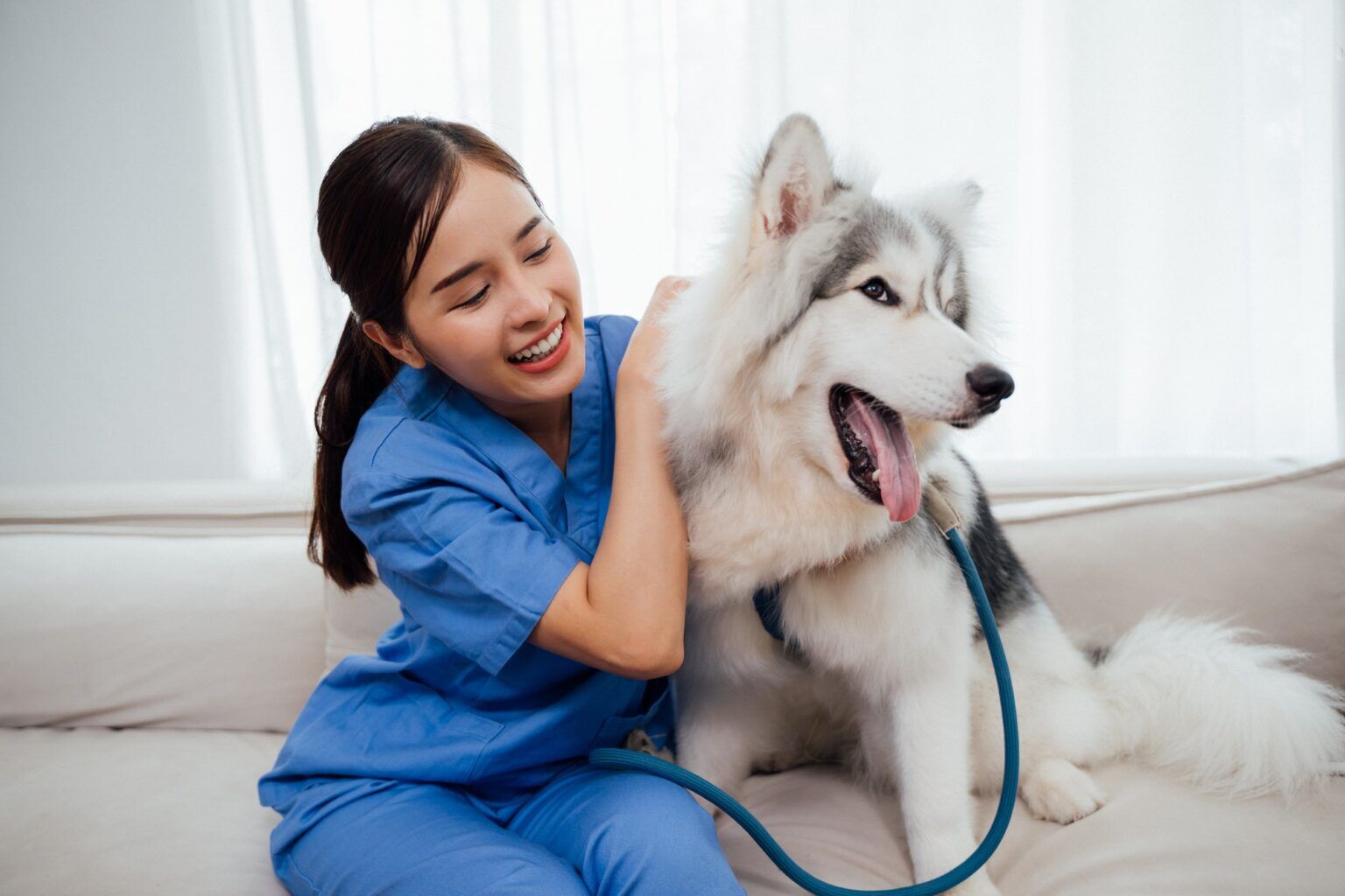 Happy veterinarian examining friendly Siberian Husky dog at hospital or clinic, Female veterinarian