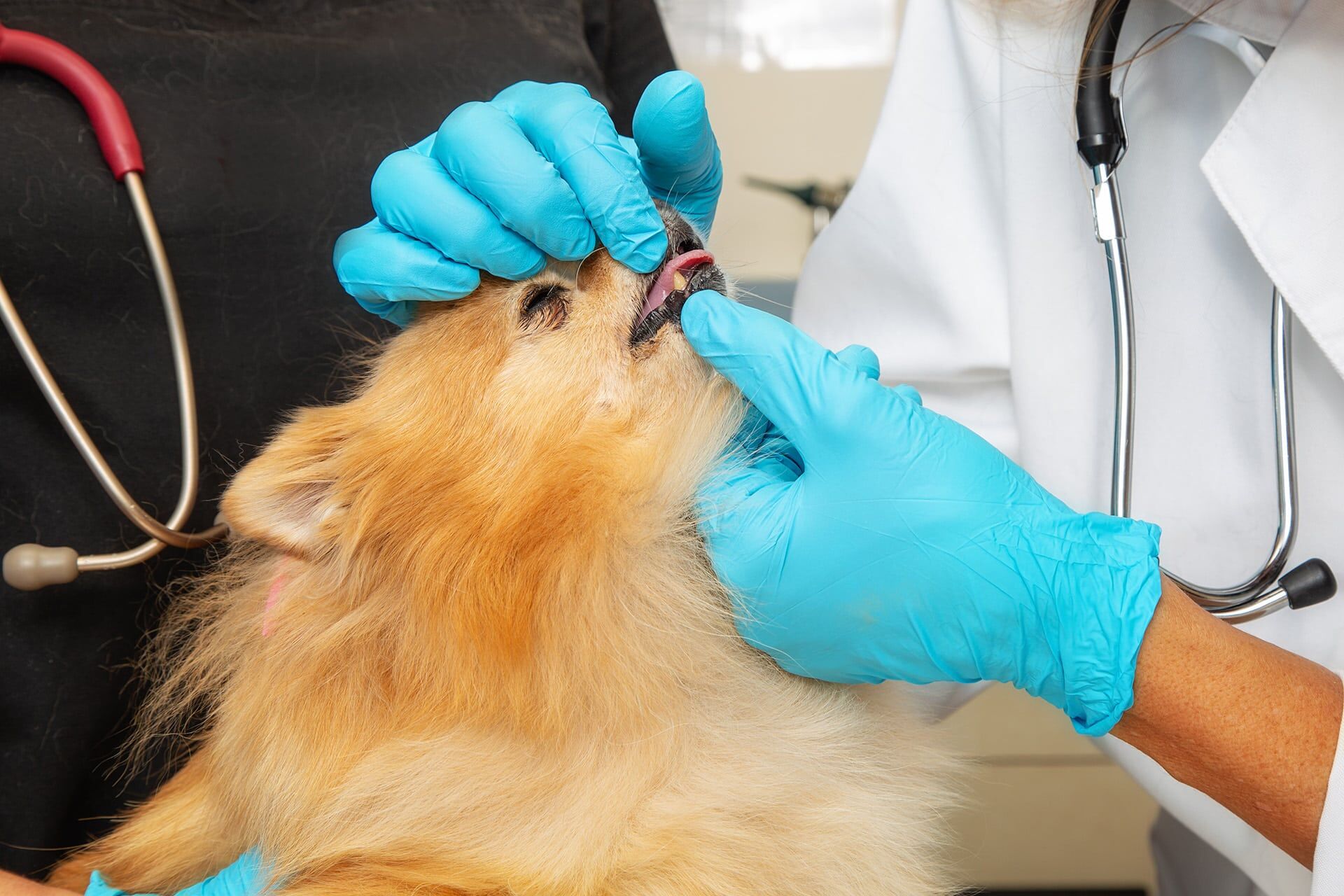 veterinarian examining small dogs teeth 2024 09 22 16 21 27 utc