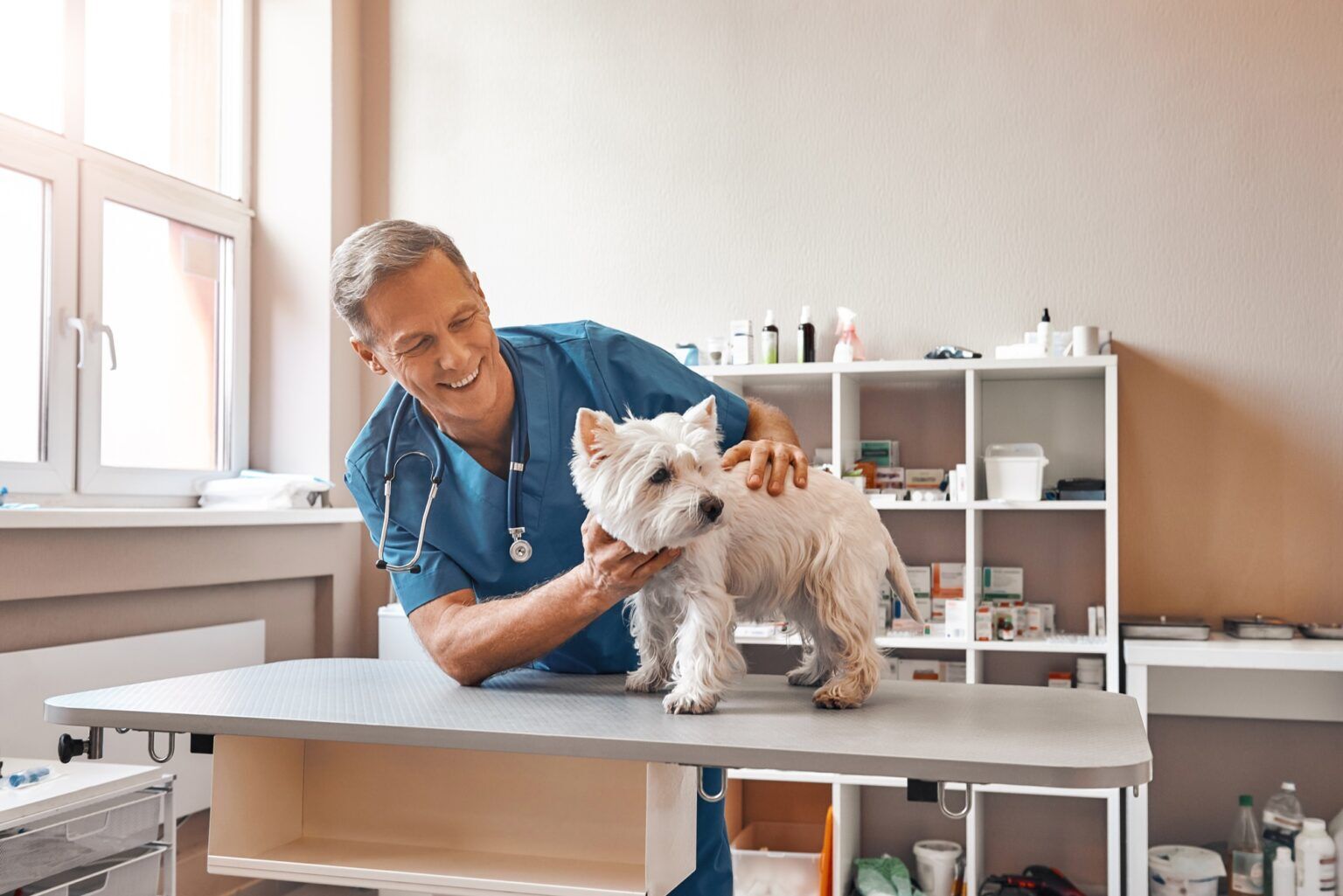 My cute patient. Cheerful middle aged vet looking with smile at small dog standing on the table at