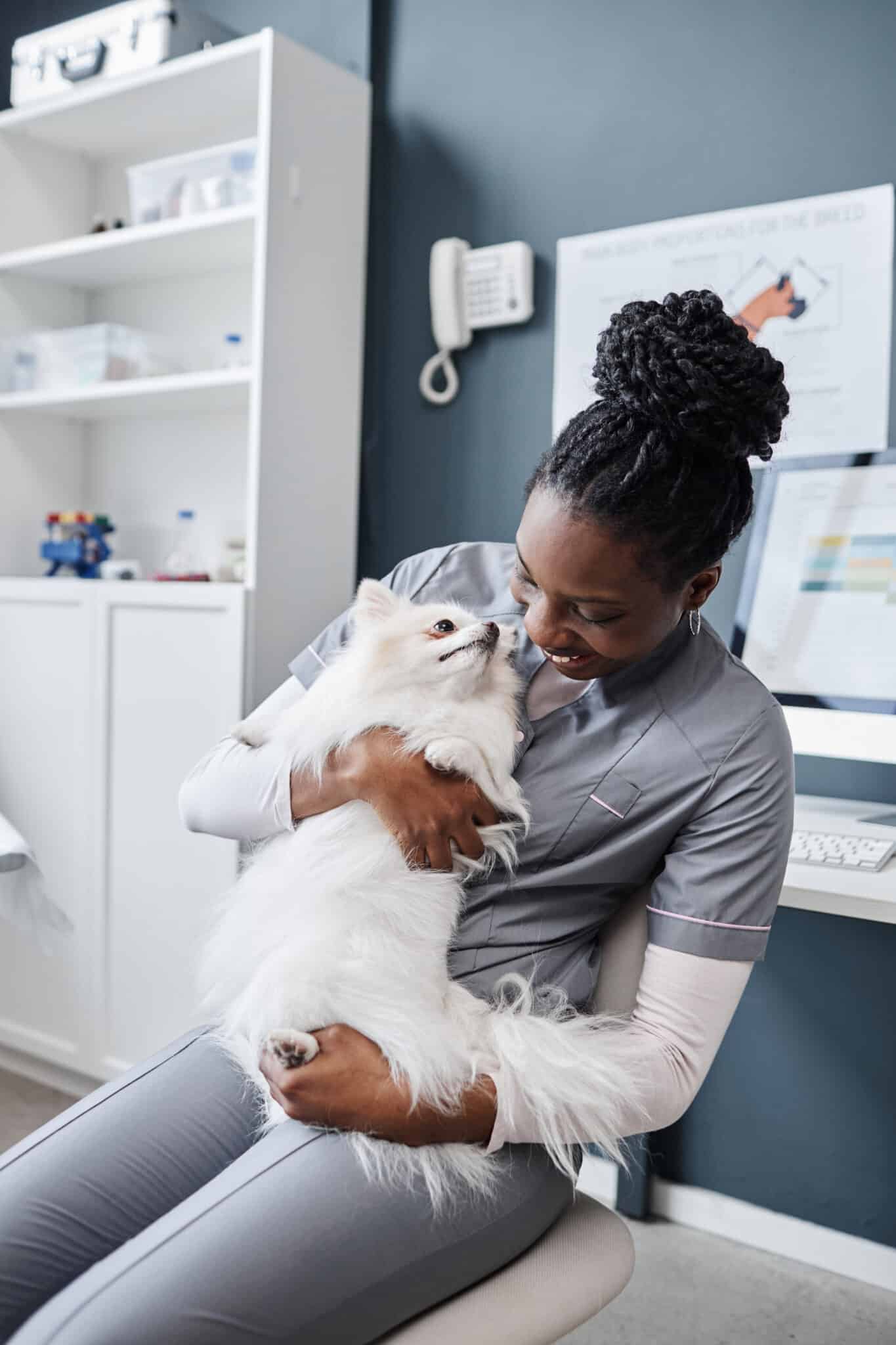 Vertical shot of smiling African American female vet expert sitting in chair and gently holding cute white toy dog of pomeranian breed in hands at vet, office
