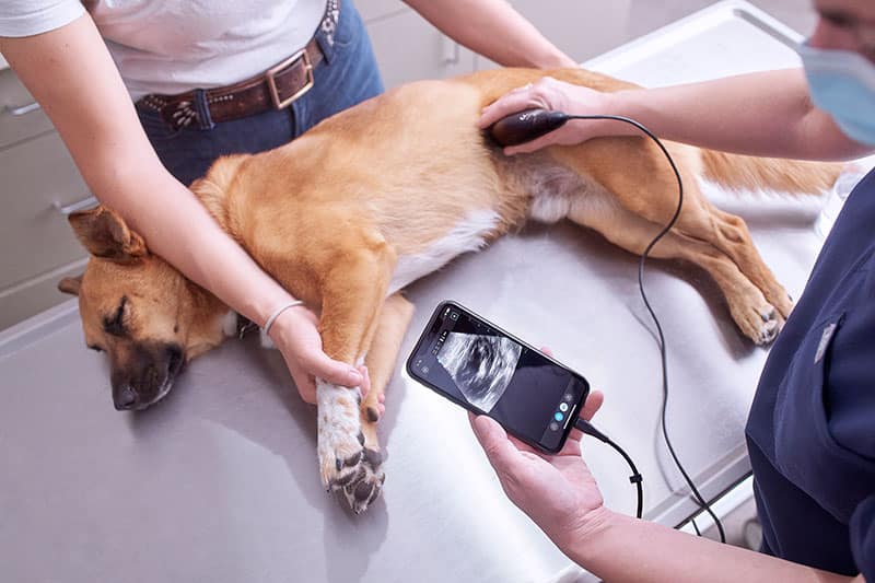 Butterfly iQ+ Vet - Nuon Imaging - Veterinary Radiology Equipment 3