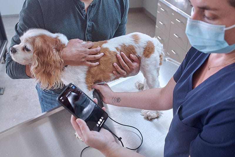 Butterfly iQ+ Vet - Nuon Imaging - Veterinary Radiology Equipment 7