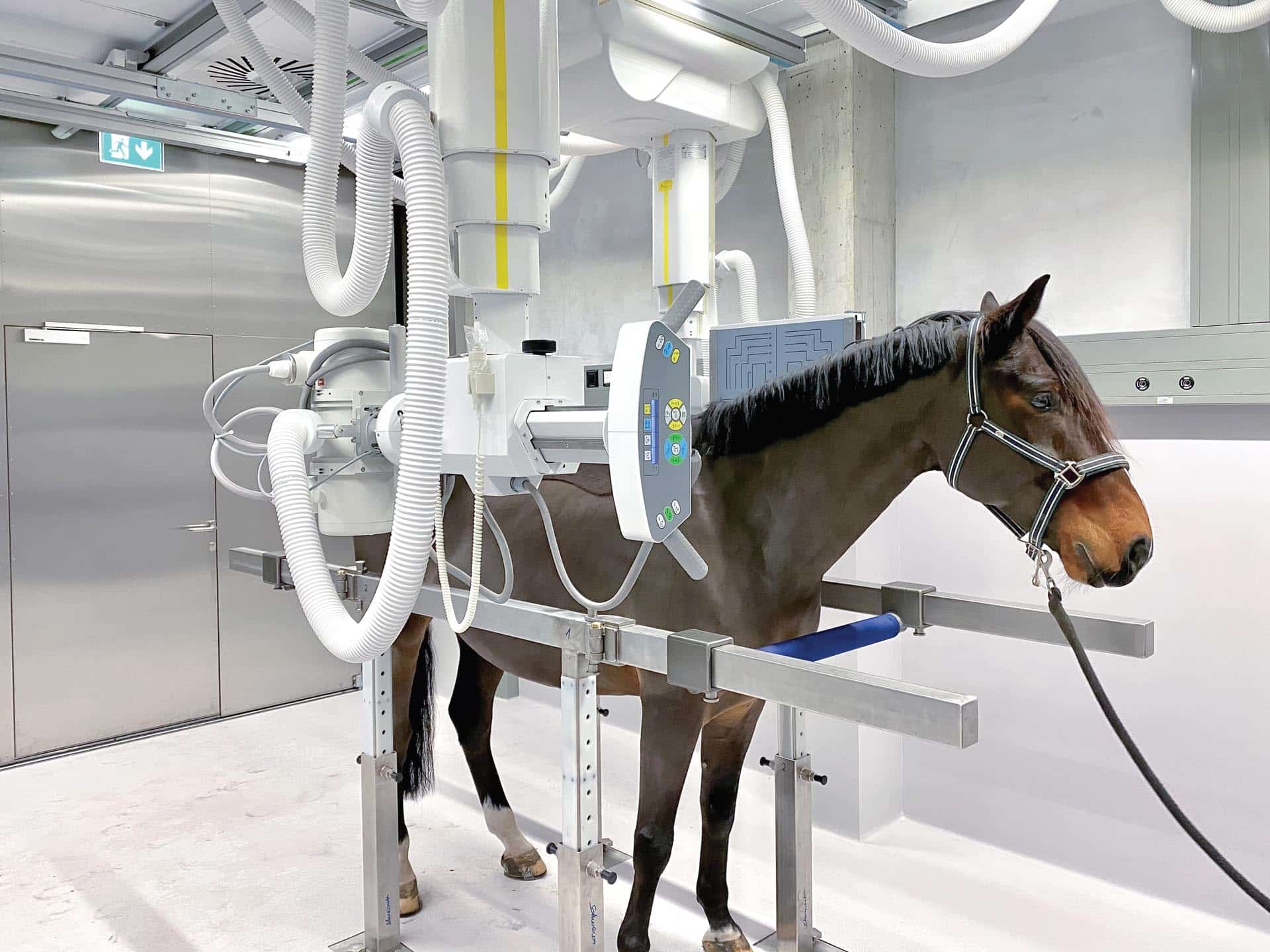 Control-X Zoomax Equine with Horse