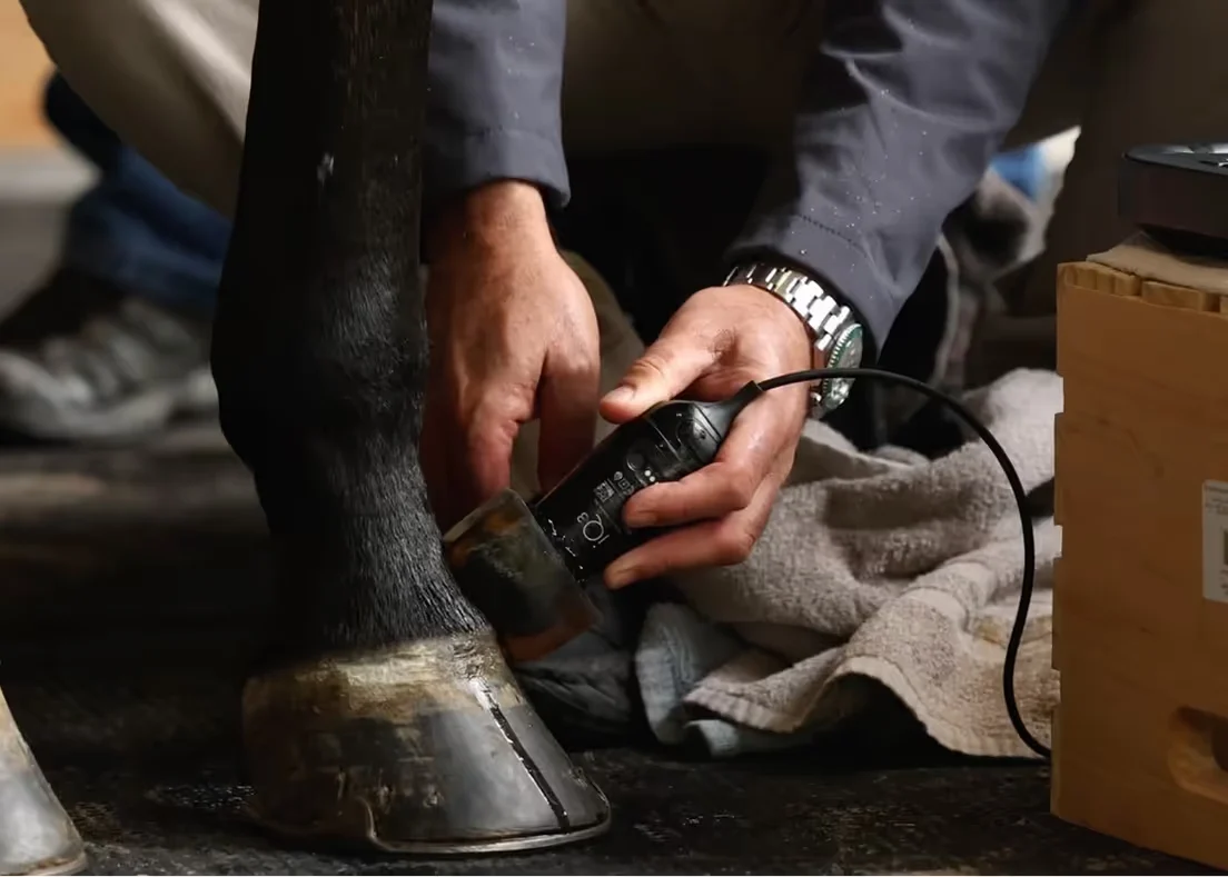Butterfly iQ3 Vet Point-of-Care Ultrasound used with Horse